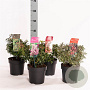 Pieris Gemengd 20-25 cm 2,0L