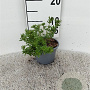 Potentilla f. 'Kobold' 10-15 cm C1.3