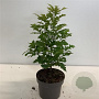 Quercus palustris 30-40 cm 4,0L