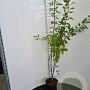 Rhamnus cathartica 100-125 cm 5,0L