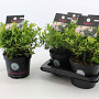 Rhododendron Bloombux 20-30 cm 2,0L