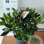 Rhododendron 'Virginia Richards' 30-40 cm 5,0L