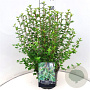 Ribes alpinum 'Schmidt' 60-80 cm 10L