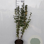 Ribes alpinum 'Schmidt' 100-110 cm 5,0L