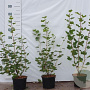 Ribes sanguineum 30-40 cm 2,0L
