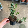Ruscus aculeatus 40-60 cm C1.5