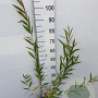 Salix alba vitellina 300-350 cm draadkluit meerstammig