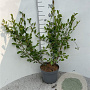 Salix aurita 125-150 cm 5,0L