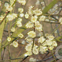 Salix caprea 250-300 cm draadkluit struik