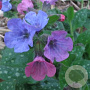 Pulmonaria officinalis GM P9