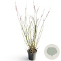 Salix gracilistyla 'Mt. Aso' 80-100 cm 12L