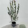 Salix purpurea 60-80 cm 2,0L
