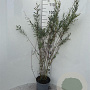 Salix purpurea 'Nana' 60-80 cm 5,0L