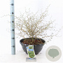 Sophora 'Little Baby' 30-40 cm 7L