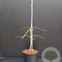 Acer pal. 'Dissectum' 30-40 cm 5,0L