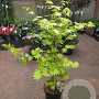 Acer shirasawanum 'Jordan' 60-80 cm 5,0L