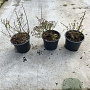 Spiraea betulifolia 'Tor' 10-15 cm C1.3