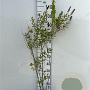 Spiraea billardii 80-100 cm 2,0L
