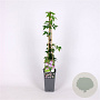 Clematis alpina 'Willy'# 70 cm 2,0L
