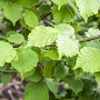 Corylus 'Chinoka' 150-175 cm 6L