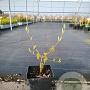 Cornus mas 'Podolski' 30-40 cm 3,0L