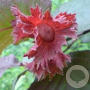 Corylus 'Rode Zellernoot' 100-150 cm wortelgoed