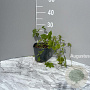 Humulus lupulus GM 2,0L
