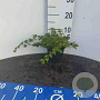 Stephanandra incisa 'Crispa' 20-30 cm C1.3