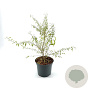 Lycium barbarum Little Goji 30-40 cm 3,0L