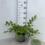 Stephanandra tanakae 40-60 cm 2,0L