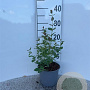 Symphoricarpos albus 20-30 cm 2,0L