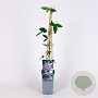 Passiflora 'Purple Haze' 70 cm 2,0L