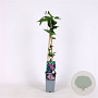 Passiflora violacea 'Victoria' 70 cm 2,0L