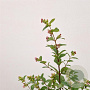 Symphoricarpos Magical Galaxy 30-40 cm 2,5L