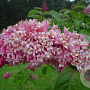 Syringa komarowii reflexa 60-80 cm wortelgoed 2 tak