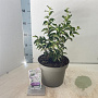 Syringa meyeri Flowerfesta White 40-50 cm 5,0L