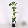 Ribes Jostaberry 70 cm 2,0L