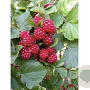 Rubus 'Dorman Red' 10-20 cm 2,0L