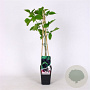 Rubus frut. 'Loch Ness' 70 cm 2,0L