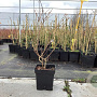 Vaccinium c. 'Bluegold' 40-50 cm 3,0L