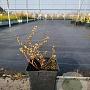Vaccinium c. 'Northsky' 20-30 cm 3,0L