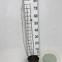 Tamarix tetrandra 60-80 cm 2,0L