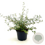 Teucrium fruticans 'Azureum' 20-30 cm 2,0L