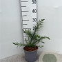Ulex europaeus 20-25 cm 2,0L