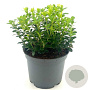 Vaccinium vitis-idaea 20-30 cm 2,0L