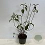 Viburnum bodn. 'Charles Lamont' 60-80 cm 4,0L