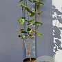 Viburnum lantana 80-100 cm 5,0L