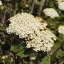 Viburnum lantana 150-175 cm 30L solitair