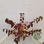 Viburnum plic. 'Mariesii' 40-45 cm 3,0L