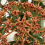 Viburnum rhytidophyllum 80-100 cm 12L
